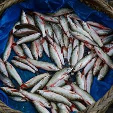 ताजा माछा(छडी) / प्रति के.जी