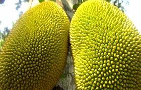 रुख कटहर / प्रति के.जी