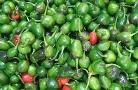 खुर्सानी हरियो(अकबरे) / प्रति के.जी