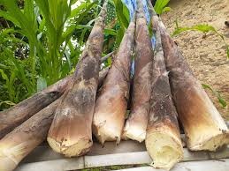 तामा / प्रति के.जी