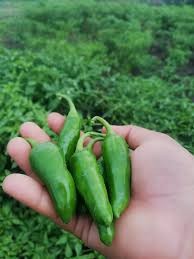 खुर्सानी हरियो(बुलेट) / प्रति के.जी